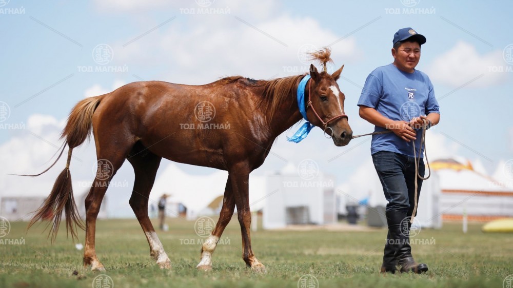  Зээрд халзан