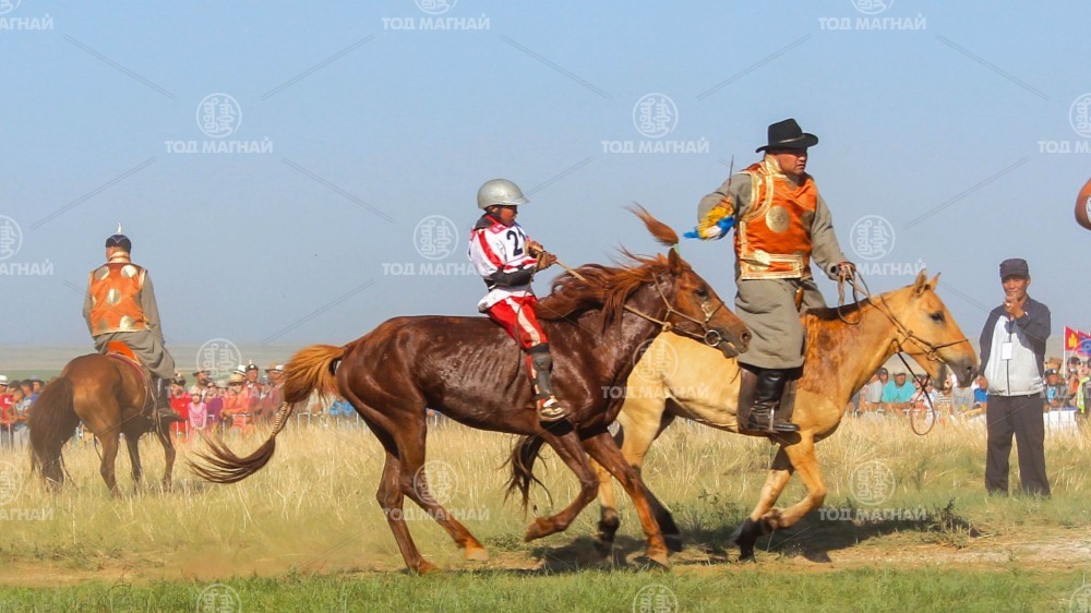  Шөвгөр зээрд