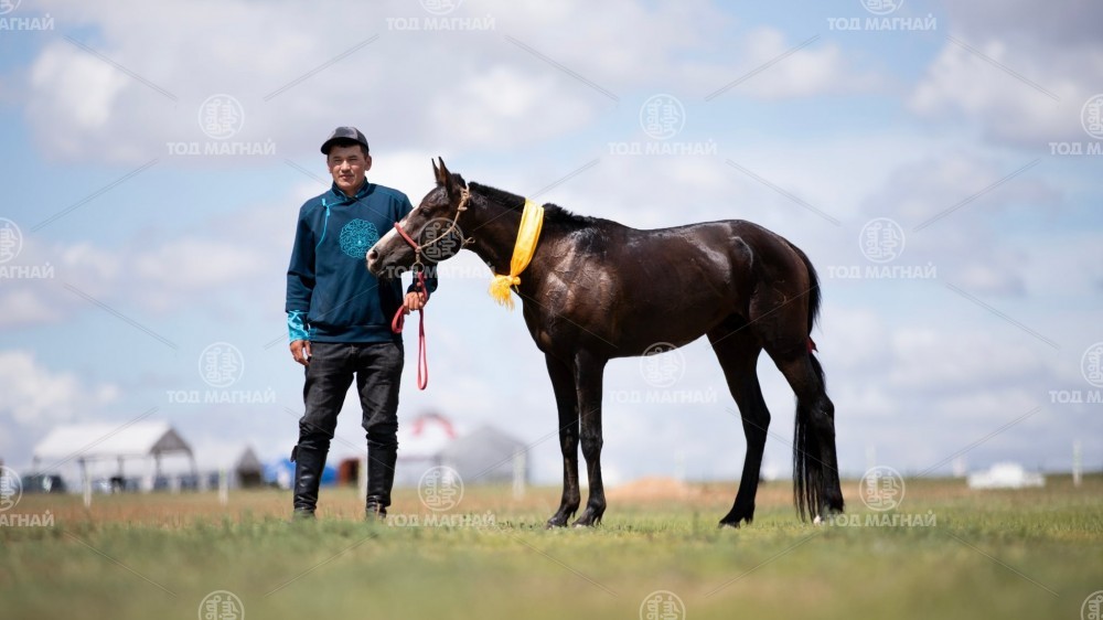  Хээр халзан