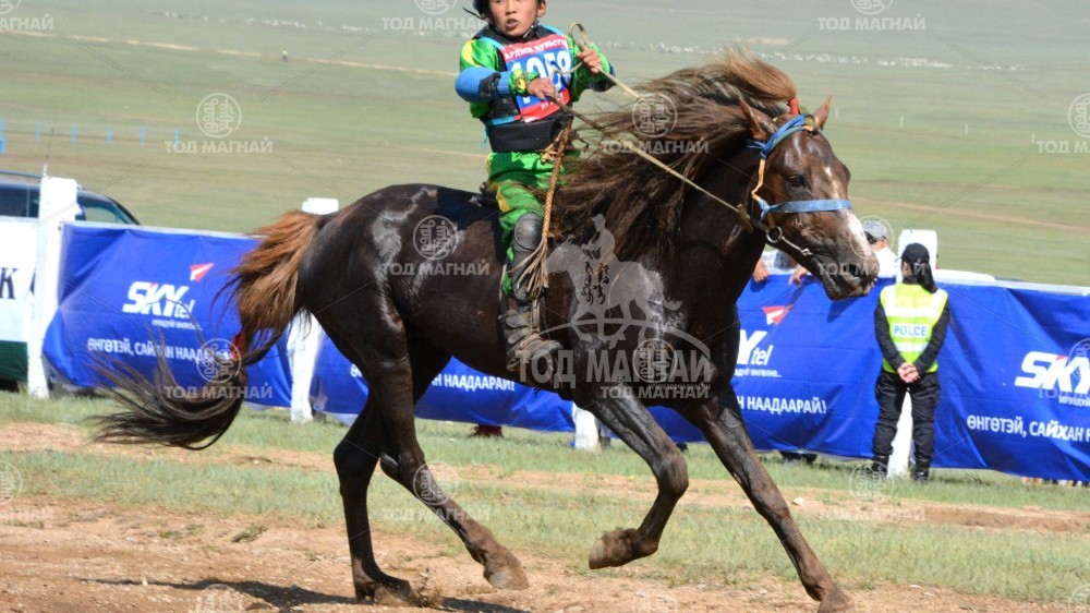  Ш.Бадамжунайн хүрэн халзан