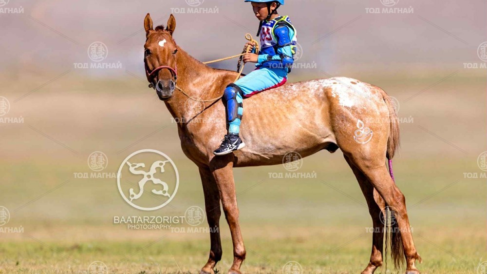  Цоохор хонгор